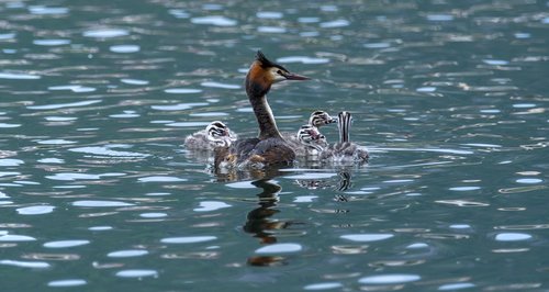 birds  nature  animal