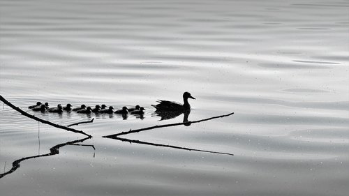 birds  nature  ducks