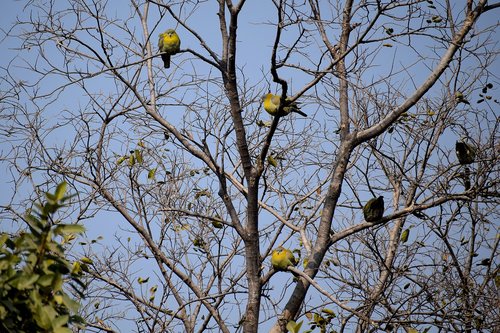 birds  sitting  tree branches