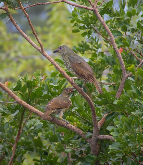 birds  satin bowerbirds  ptilonorhynchus violaceus