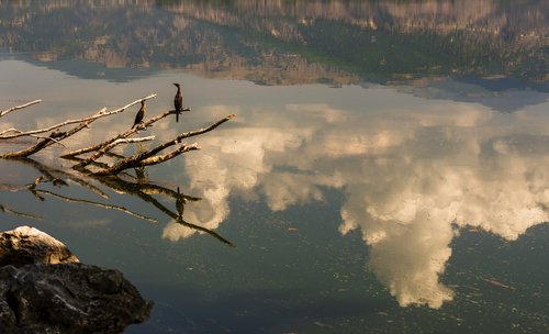 birds  lake  swan