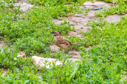 birds  sparrow  animals