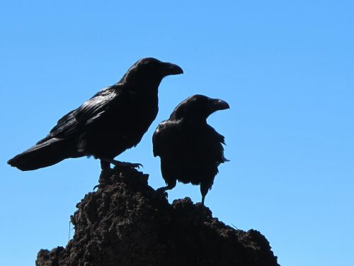 birds crow black