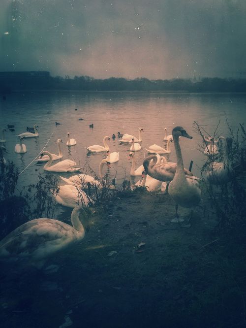 birds swan nature