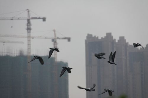 birds changsha tall buildings