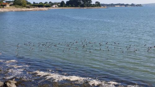 birds flying beach