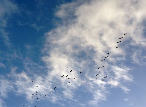 birds canada geese geese