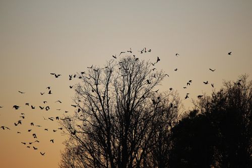 birds swarm flock of birds