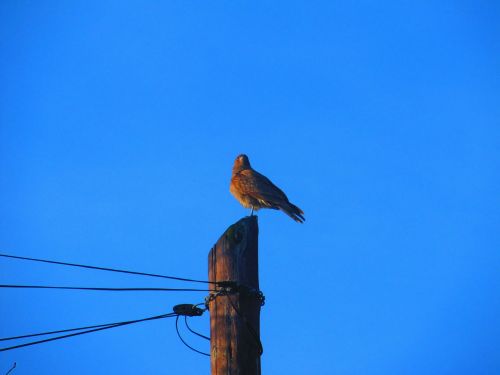 birds wings sky