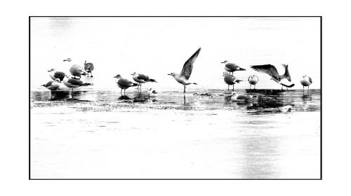 birds the seagulls słubice