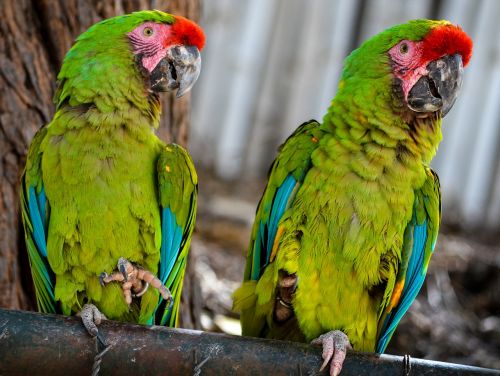 birds parakeets animals