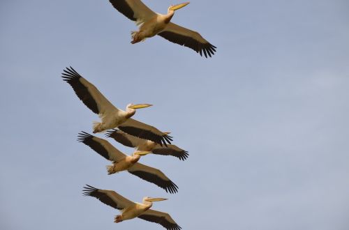 birds pelican flight