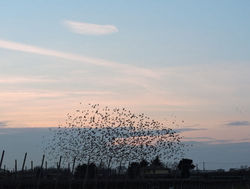 birds flock sky