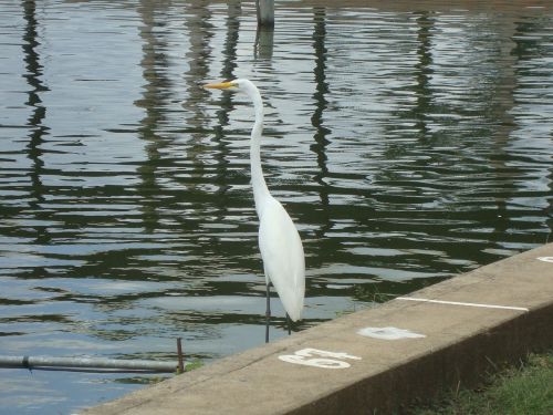 birds nature fauna