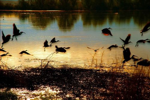 birds flying pond