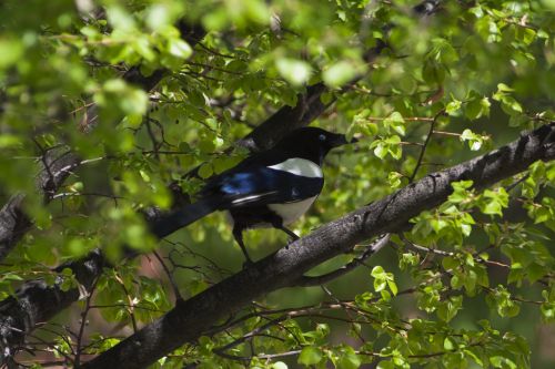 birds fauna nature