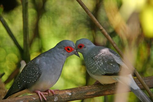 birds kiss love