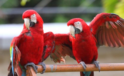 birds macaw tropical bird