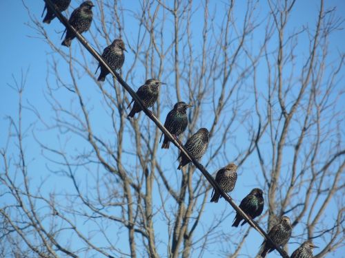 birds starlings wild