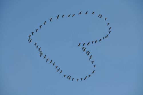 birds sky heart