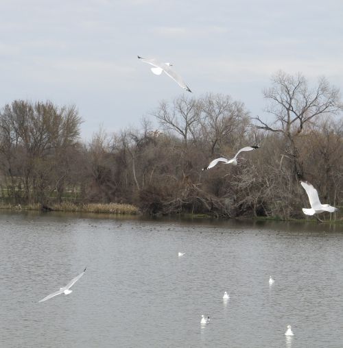 birds seagulls soaring