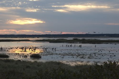 birds geese sunset