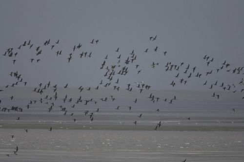 birds waterfowl flight