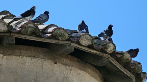 birds nature pigeons