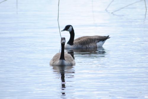 birds water lake