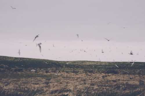 birds flying animals