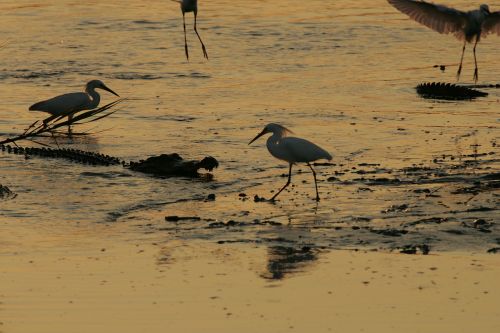 birds egrets alligator