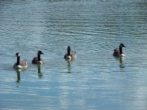 birds lake nature