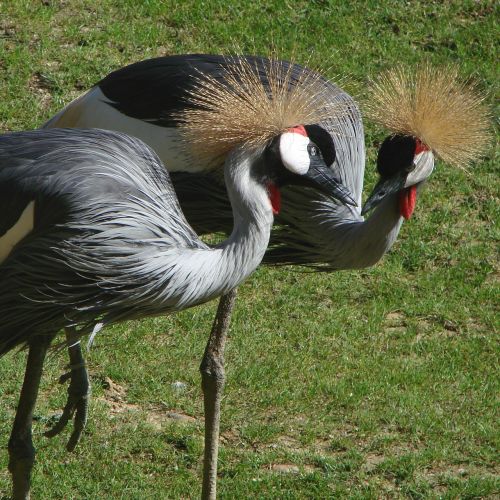 birds cranes grey