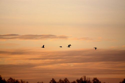birds spring geese