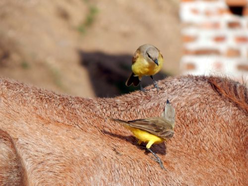 birds on the horse piratini