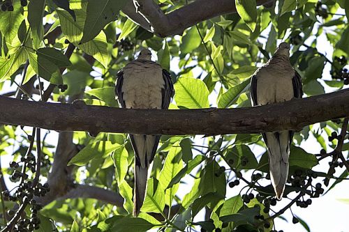 birds friends tree