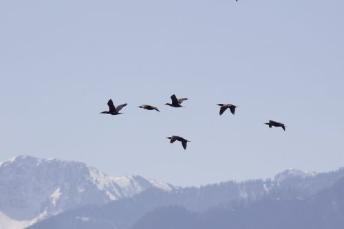 birds migration fly