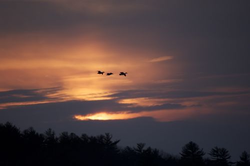 birds silhouettes flying