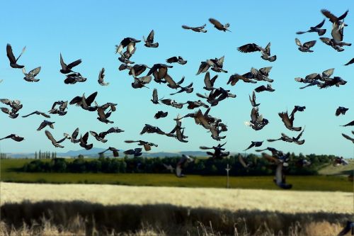 birds pigeon field