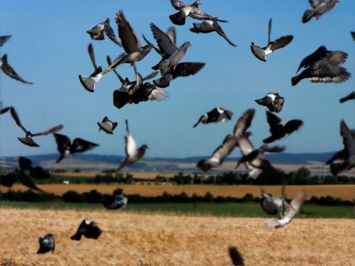 birds pigeon field