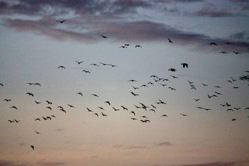 birds fly out geese