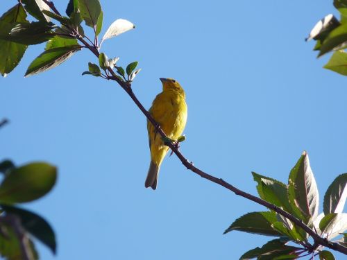 birds goldfinch nature