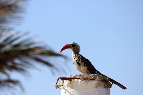 birds beak exotic