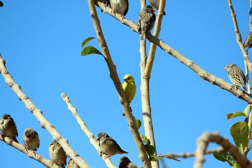 birds branch sky