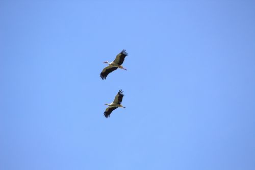 birds storks fly