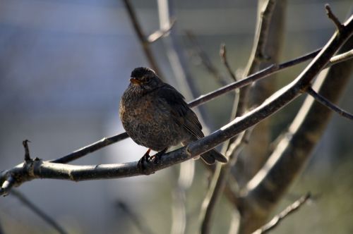 birds winter nature