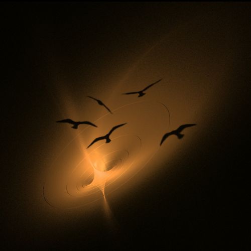birds dark light