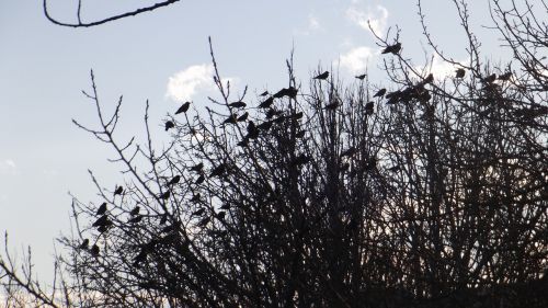 birds branch nature