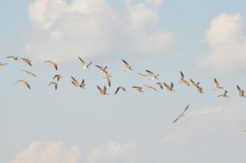 birds flight sky