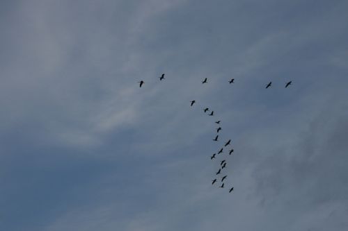 birds geese flying